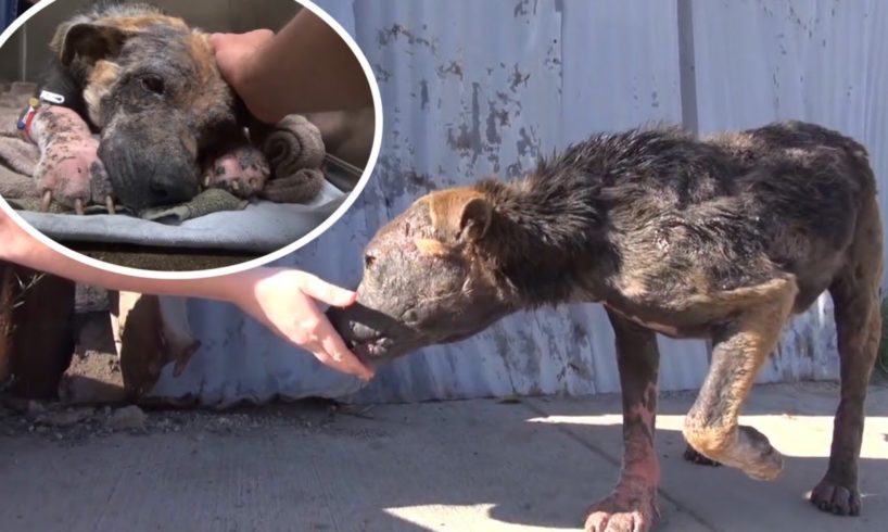 Dog was chased away because of her ugly appearance, hiding in a damp street corner | Story 2022