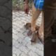 Dogs ❤️ | Cute puppies 🐶 playing | Cute Animals ❤️ #shorts #cute