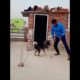 Dogs Lovers 2022 ♥♥💥♥♥💥 Pets Lovers 🐶🐶 Animals Lovers ♥♥ dog videos 🥰🥰 dogs playing #shorts