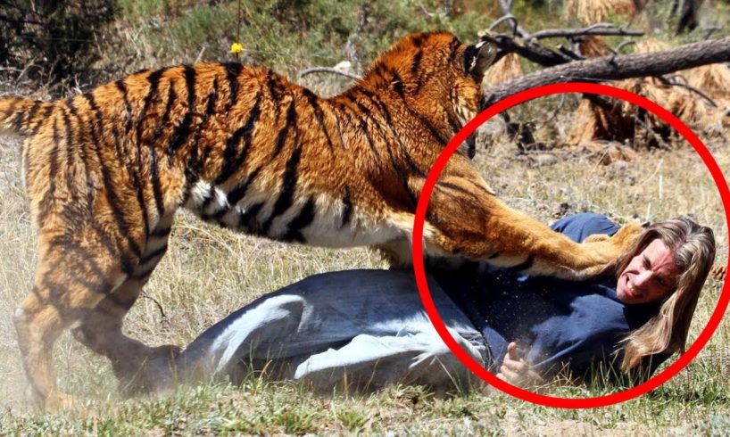 Don’t EVER Watch These 6 Tiger Encounters at 3:02 PM