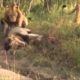 Dying Lion After The Battle, Wild Animal Fights#new video#