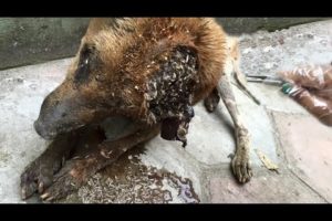 EMERGENCY ! ! Stray Dog Battling 5 0 0 0 + Maggot (Mangoworm) Removing  犬からワームを取り除