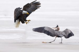 Eagle Vs Heron In A Big Fights To The Last Breath