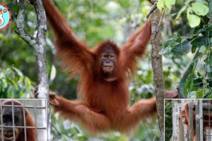 Emotional Orangutan Cry When Released Back Into The Wild After 8 Years In Captivity | Animal Network