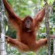 Emotional Orangutan Cry When Released Back Into The Wild After 8 Years In Captivity | Animal Network