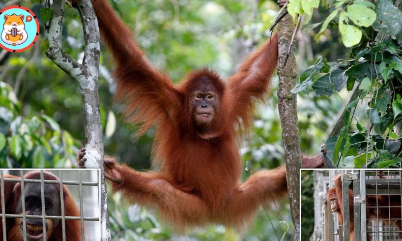 Emotional Orangutan Cry When Released Back Into The Wild After 8 Years In Captivity | Animal Network