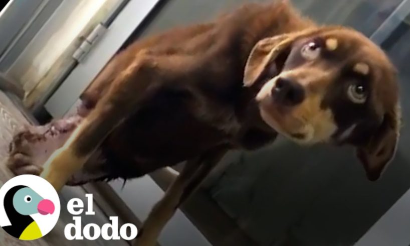 Esta Mujer Encontro Una Perrita "Rota" | Fe Restaurada | El Dodo