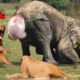 Extreme Fights Lion vs Elephant | Wild Animals Attack | Deadly Animal Battles Caught on Camera.