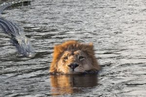 Extreme fights Lion vs Crocodile near the river, Wild Animals Attack