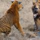 Extreme fights Tiger vs Bear , Wild Animals Attack