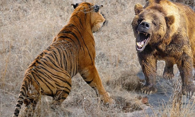 Extreme fights Tiger vs Bear , Wild Animals Attack