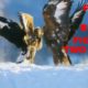 FIERCE AND BRUTAL FIGHT OF TWO EAGLES OVER FOOD/ANIMAL FIGHTS/BBC Earth