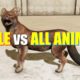 Far Cry 4 Animal Fight - Dhole vs All Animals