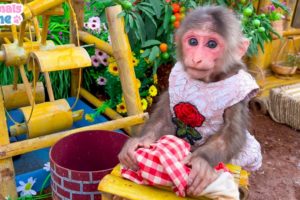 Farmer BiBi harvests fruit and helps dad wash clothes