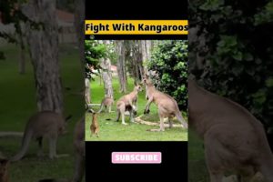 Fight With Kangaroos #shorts |Kangaroos|