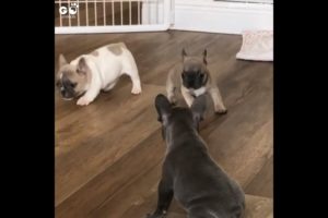 French Bulldog Puppies Playing | Adorable Frenchie Pups Teasin Each Other | Go Animals