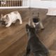 French Bulldog Puppies Playing | Adorable Frenchie Pups Teasin Each Other | Go Animals