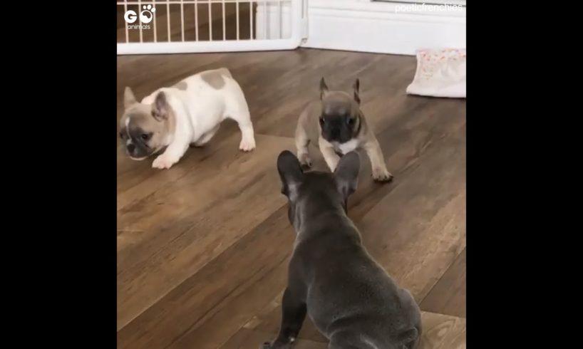 French Bulldog Puppies Playing | Adorable Frenchie Pups Teasin Each Other | Go Animals