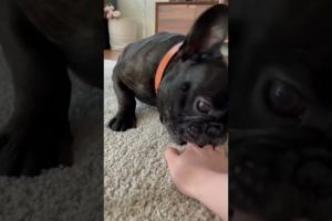 Frenchie Compilation Funny ❤️ Ultimate Cutest PUPPIES Frenchie Dogs🤣 #Frenchie #Shorts #FunnyDogs
