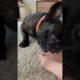 Frenchie Compilation Funny ❤️ Ultimate Cutest PUPPIES Frenchie Dogs🤣 #Frenchie #Shorts #FunnyDogs
