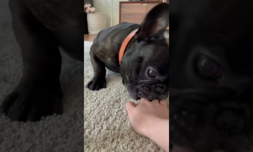 Frenchie Compilation Funny ❤️ Ultimate Cutest PUPPIES Frenchie Dogs🤣 #Frenchie #Shorts #FunnyDogs