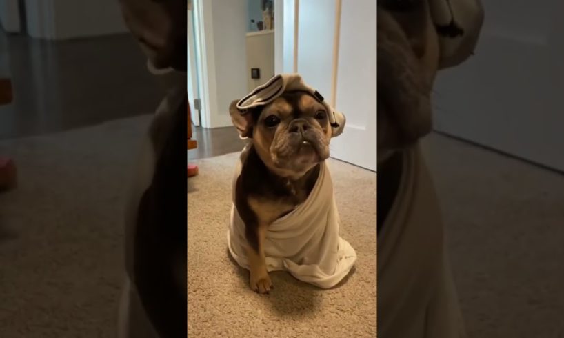 Frenchie Puppies - Ultimate Cutest PUPPIES Frenchie Dogs🤣 #Frenchie #Shorts #FunnyDogs