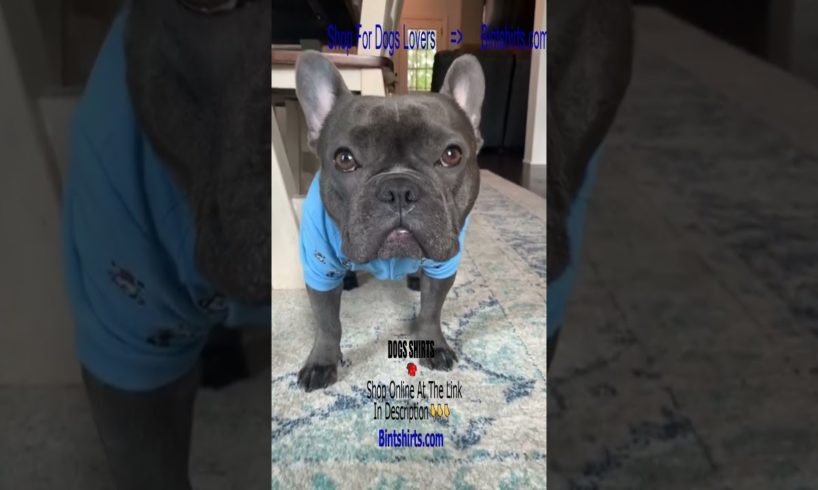 Frenchies Being Cute 🥰 Ultimate Cutest PUPPIES Frenchie Dogs🤣 #Frenchie #Shorts #FunnyDogs