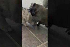Frenchies Puppies 🤣 Ultimate Cutest PUPPIES Frenchie Dogs❤️ #Frenchie #Shorts #FunnyDogs