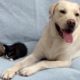 Friendly Labrador Rescues Abandoned Kittens and Bring Them Home