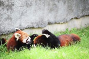 Fun Animals - Cute Red Pandas Playing #shortswithanimals #funanimals #redpanda #lesserpanda