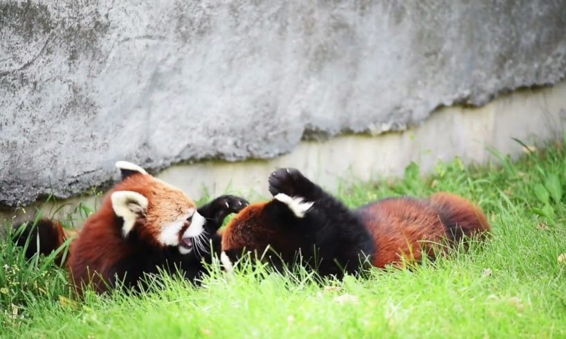 Fun Animals - Cute Red Pandas Playing #shortswithanimals #funanimals #redpanda #lesserpanda