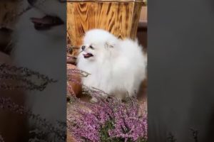 Funniest And Cutest Puppies