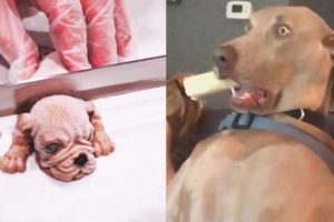 Funniest Animals - Best Of The 2022 Funny Animal Videos #5