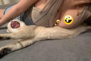 Funniest Animals | Dog Video | Funny Animals Video | funny cat tiktok videos | funny cat moment #7