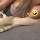 Funniest Animals | Dog Video | Funny Animals Video | funny cat tiktok videos | funny cat moment #7
