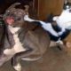 Funniest Animals | Funny Dog And Cat | Funny Animals Video #24