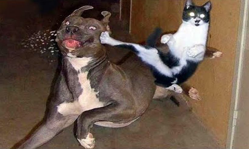 Funniest Animals | Funny Dog And Cat | Funny Animals Video #24