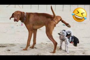 Funniest Dogs And Cats Ever 🐧 - Best Funny Animal Videos Of The 2022