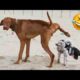 Funniest Dogs And Cats Ever 🐧 - Best Funny Animal Videos Of The 2022