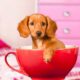 Funniest Puppies | Cutest Dogs Video | 4K VIDEO ULTRA HD
