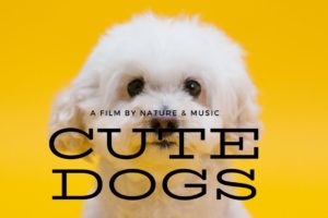 Funniest & Cutest Dogs- Funniest & Cutest Puppies Videos 2022 #babydog #funnydog #aww #puppies #dogs