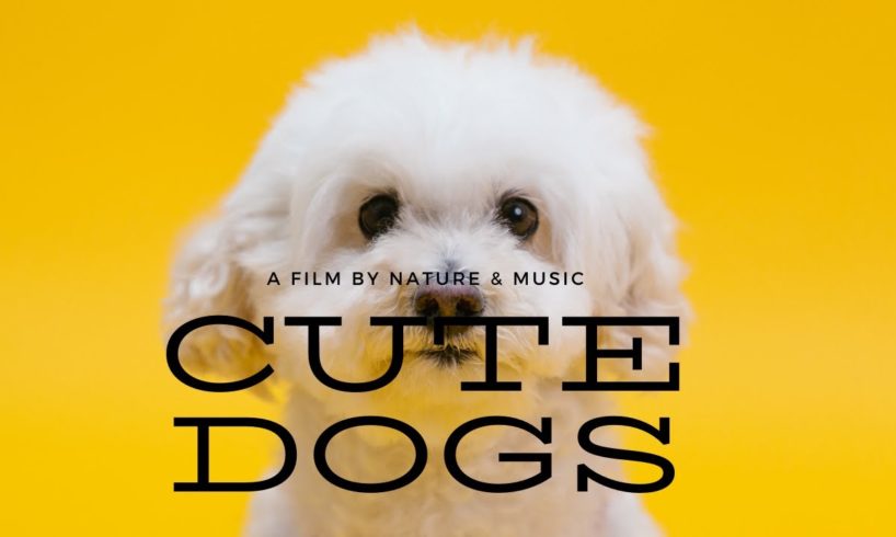 Funniest & Cutest Dogs- Funniest & Cutest Puppies Videos 2022 #babydog #funnydog #aww #puppies #dogs