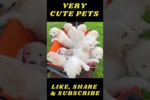 Funniest & Cutest Puppies  - Funny Puppy Videos 15 #shorts
