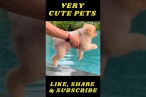 Funniest & Cutest Puppies  - Funny Puppy Videos #shorts