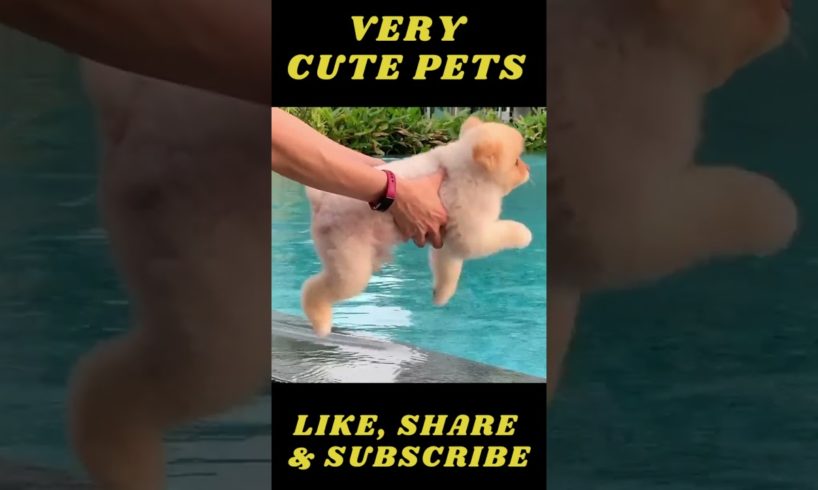 Funniest & Cutest Puppies  - Funny Puppy Videos #shorts