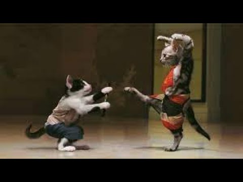 Funny Animal Fighting Compilation | Funny Videos | Cuties Planet