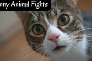 Funny Animal Fights | Funny Pets | Best Animal Moments | Cute Pets | Dogs & Cats Lovers | Animal fun