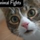 Funny Animal Fights | Funny Pets | Best Animal Moments | Cute Pets | Dogs & Cats Lovers | Animal fun