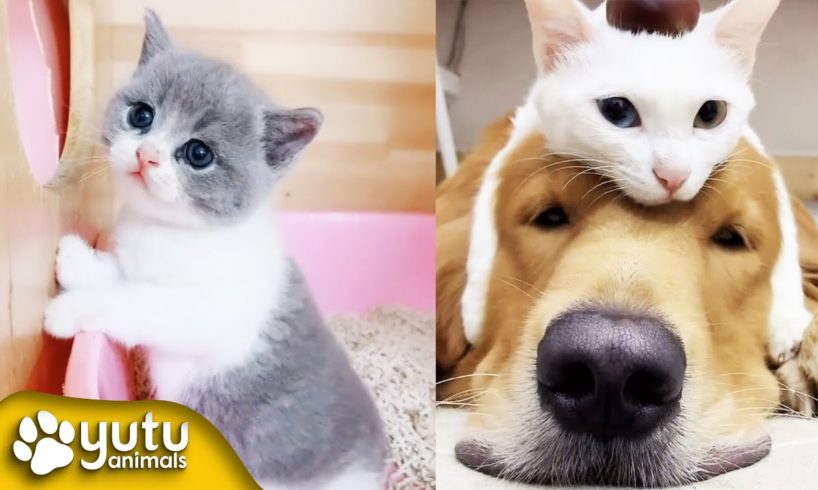 Funny Cat Videos | Cat Fight | Cute Cats By yutu animals
