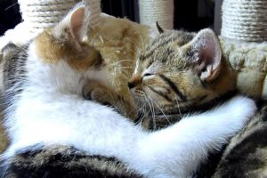 Funny Cats : How to become a good boyfriend - 12 tips from Cute Kitten Rocky.
